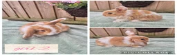 Mini Lop rabbits for sale: Ready to be reserved - Advert 2