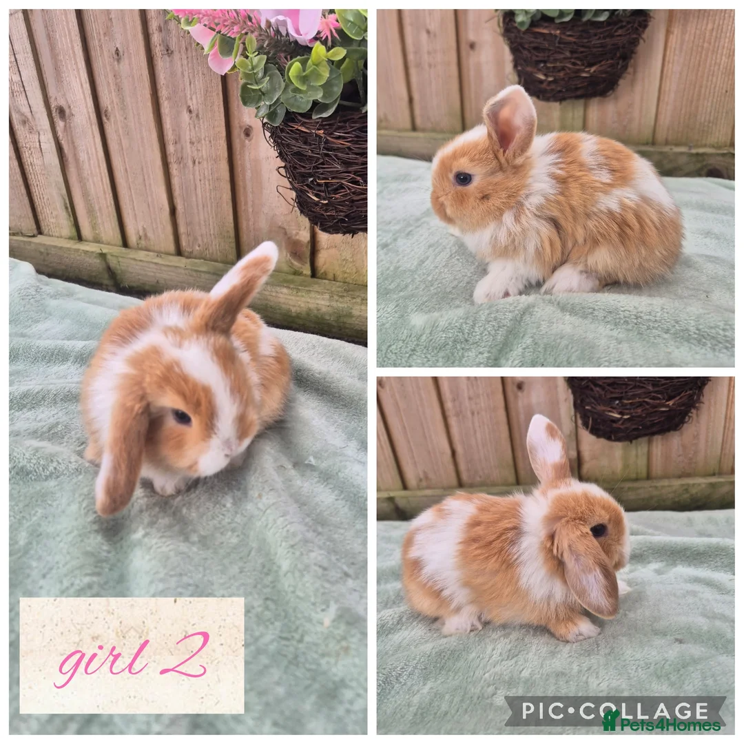 Mini Lop rabbits for sale: Ready to be reserved - Advert 2