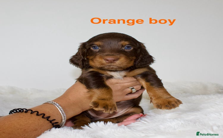 Cocker Spaniel dogs - Advert 14