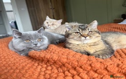 British Shorthair cats for sale: British Shorthair GCCF Champion line Kitten✨ - Image 1