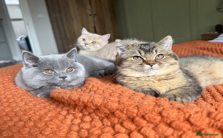 British Shorthair cats - Advert 10