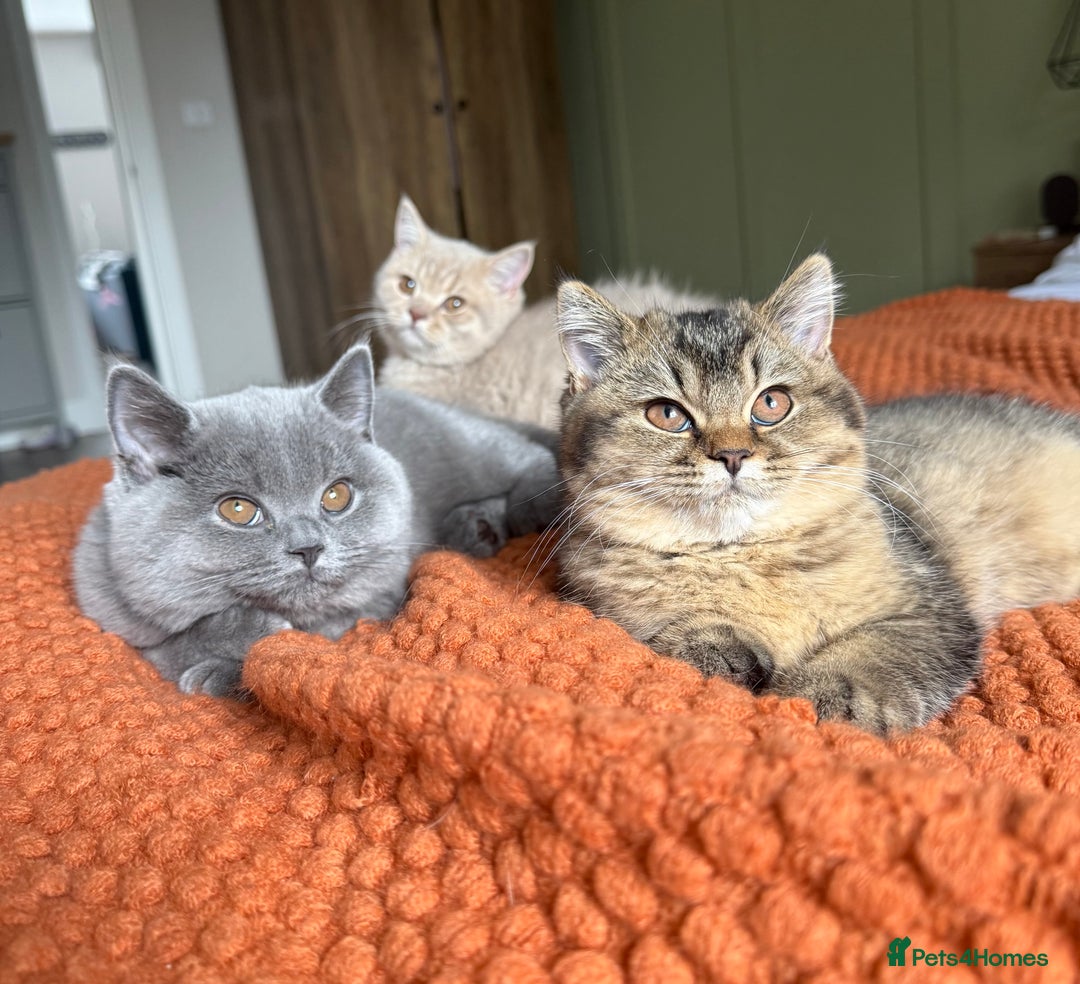 British Shorthair cats for sale: British Shorthair GCCF Champion line Kitten✨ - Image 1
