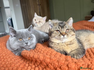 British Shorthair cats - Advert 24