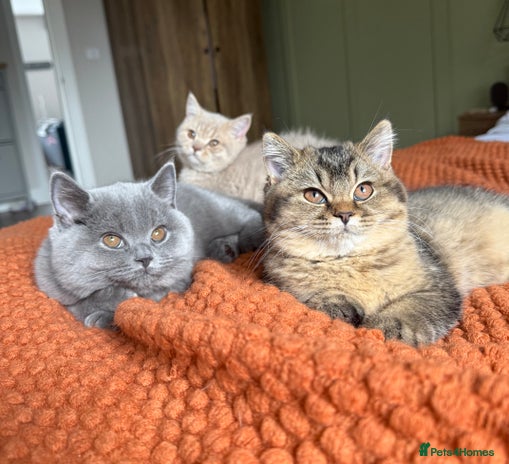 British Shorthair cats - Advert 10