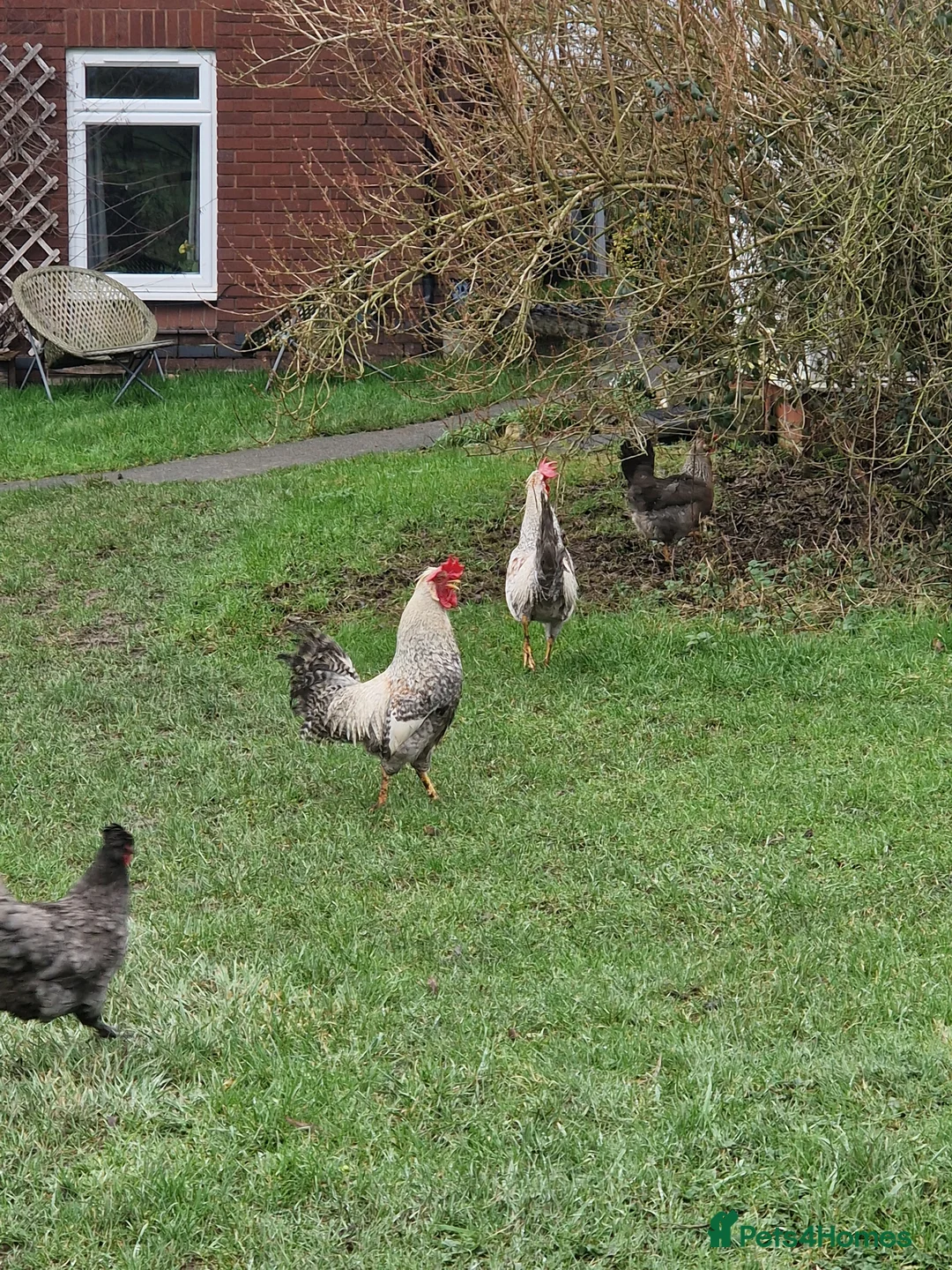 Chickens poultry for sale: Corckrells  in Leighton Buzzard - Advert 1