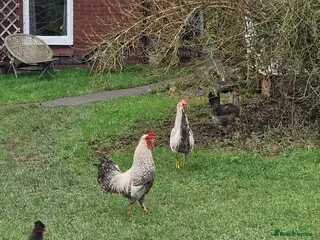 Chickens poultry Corckrells - Advert 1