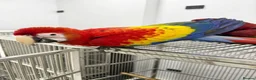Macaws birds for sale: Scarlet Macaw A Vibrant and Charismatic Companion in Bristol - Advert 2