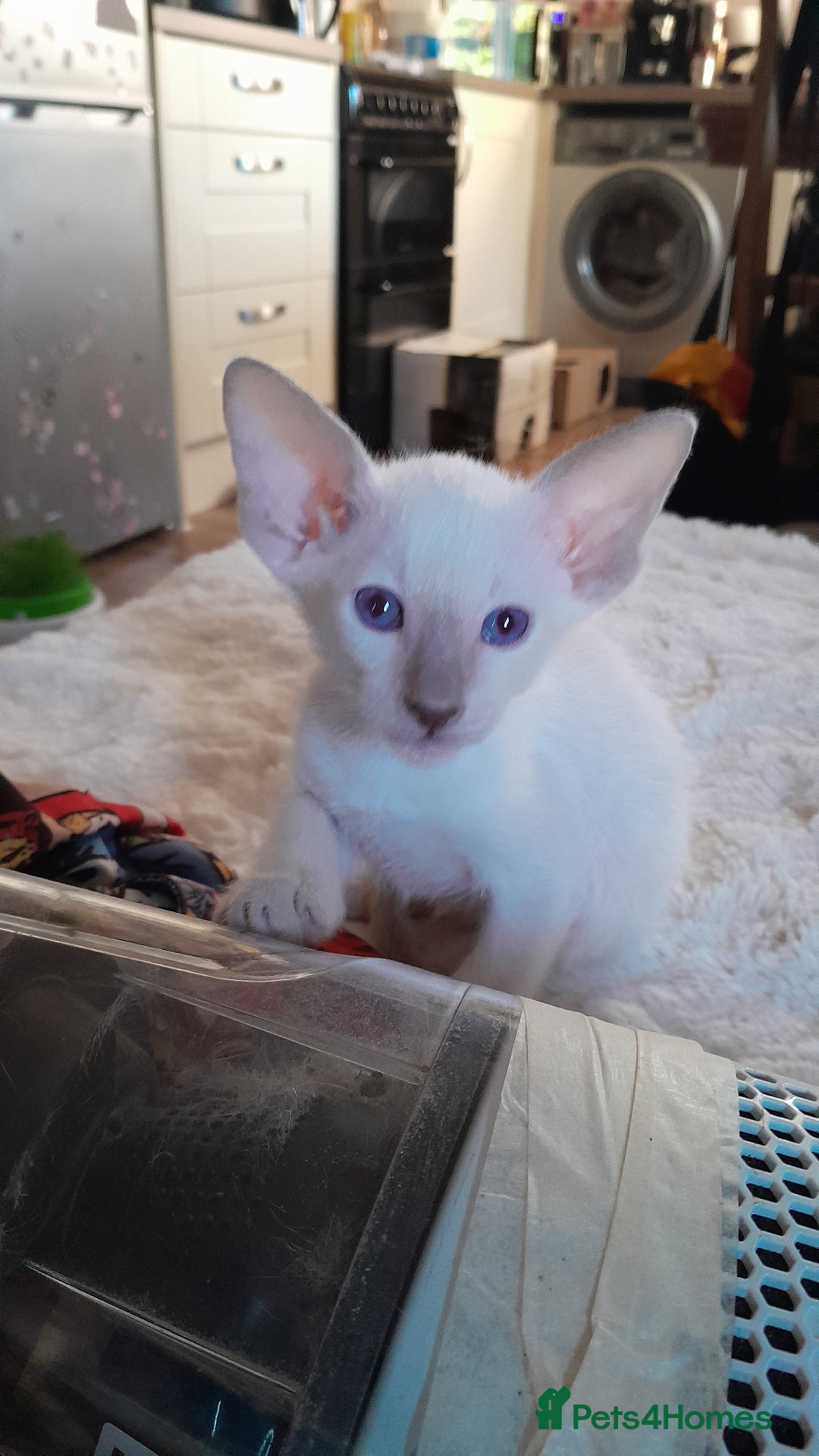 Siamese cats for sale: Buster - Image 7