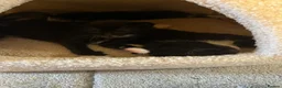 British Shorthair cats for sale: 4 Tuxedo kittens  - Advert 5