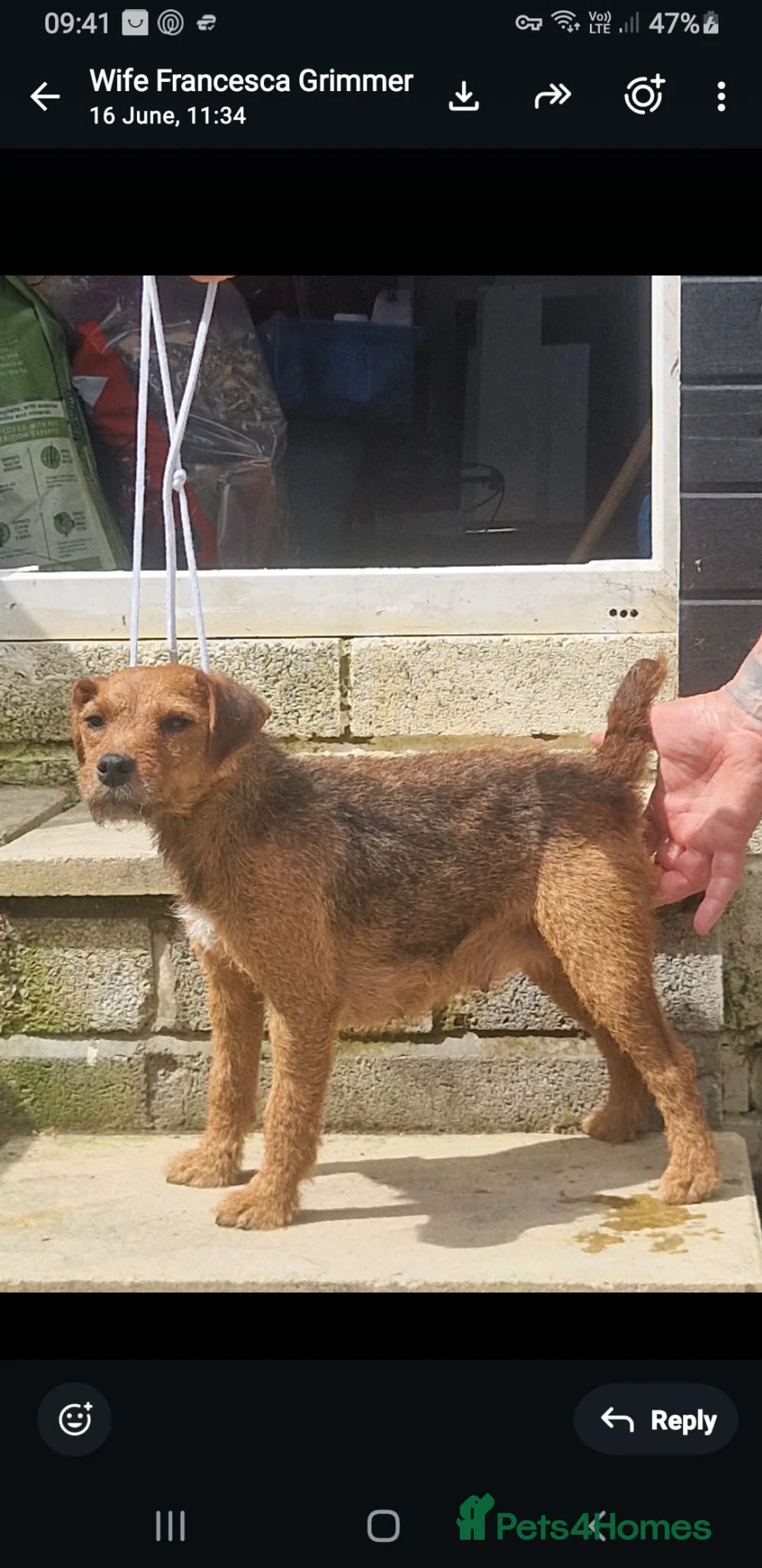 Lakeland Terrier dogs for sale: Lakeland type pups  - Advert 1