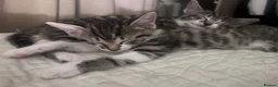 Bengal cats for sale: Two Tabby’s girls to go together preferably  in Doncaster - Advert 4