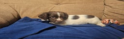 English Springer Spaniel dogs for sale: Working Springer Spaniel Pups L/w - Advert 5