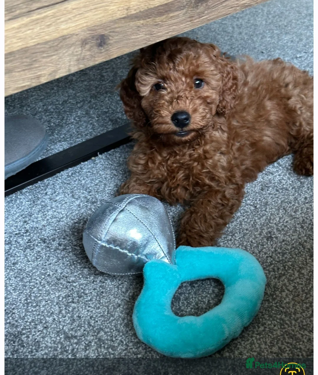 Cockapoo dogs for sale: Stunning Fox Red Cockapoo  - Advert 10