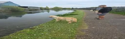 Golden Retriever dogs for sale: Golden Retriever (KC registered) - Advert 3