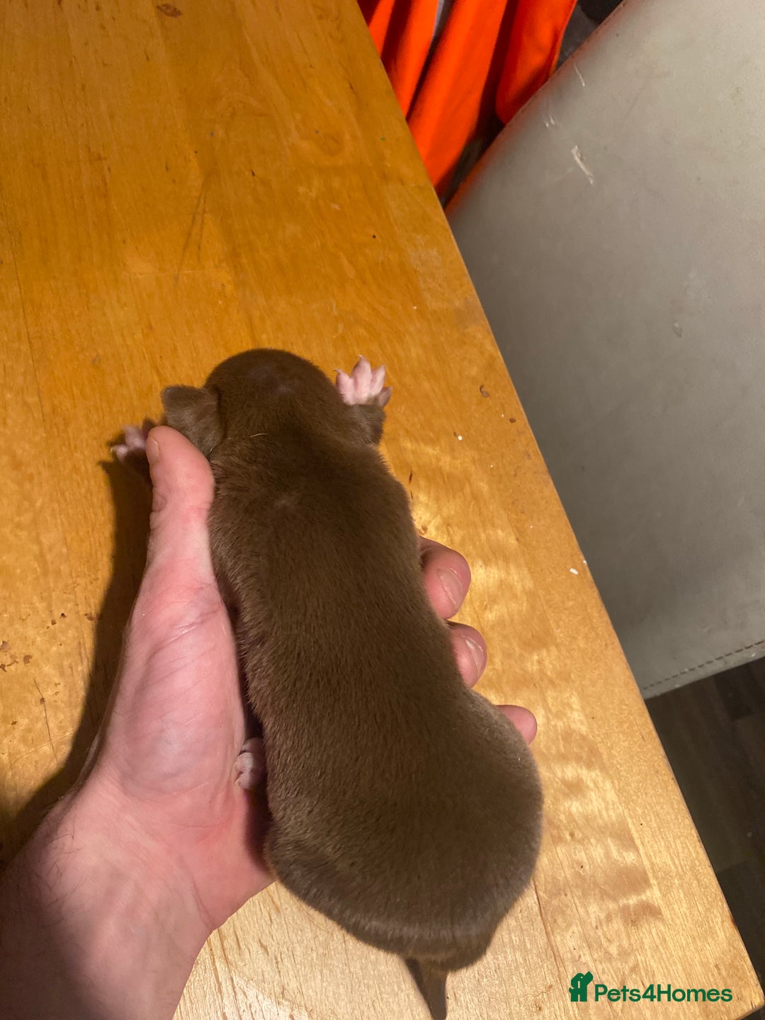 Mixed Breed dogs for sale: I have five pups for sale - Advert 11