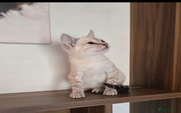 Bengal cats for sale: Tica registered Snow Bengal Boys - Image 5