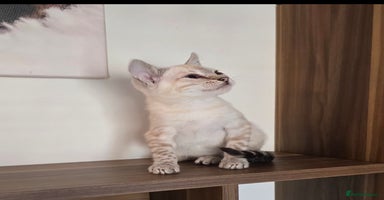 Bengal cats - Advert 9