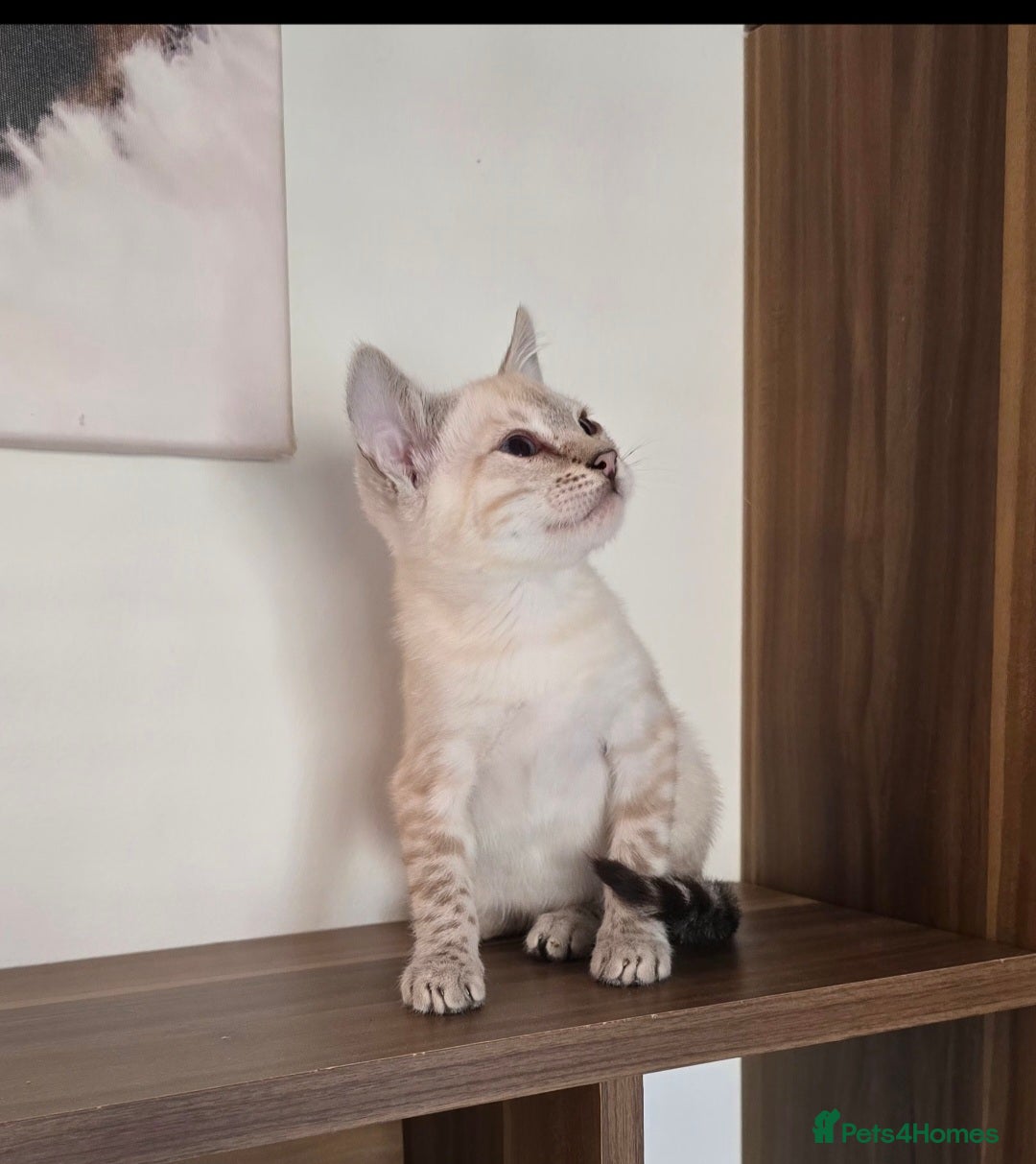 Bengal cats for sale: Tica registered Snow Bengal Boys - Image 5