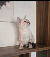 Bengal cats - Advert 13