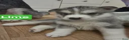 Siberian Husky dogs for sale: A lovely liter of 6 siberian husky pups. - Advert 6