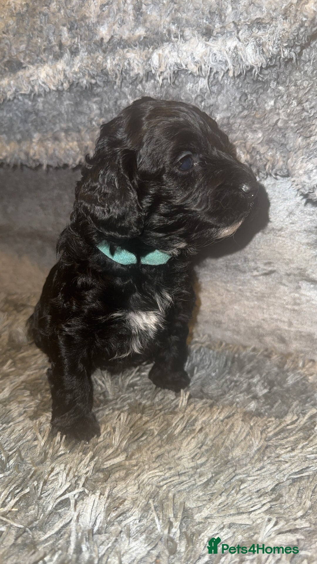 Cockapoo dogs for sale: F1B cockerpoo pups - Advert 10