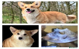 Welsh Corgi Pembroke dogs for sale: PEMBROKE CORGI PUPPIES DUE - WAITING LIST OPEN - Image 1