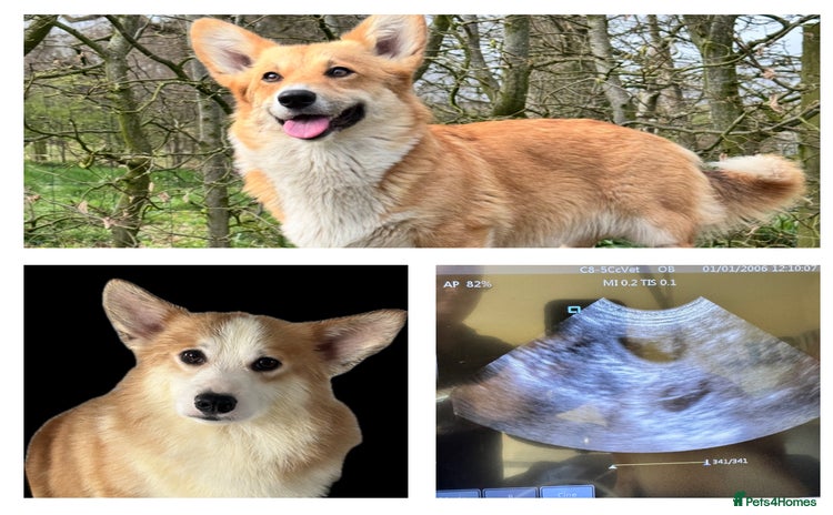 Welsh Corgi Pembroke dogs - Advert 1