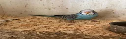 Budgerigars birds for sale: Young Budgies  - Advert 5