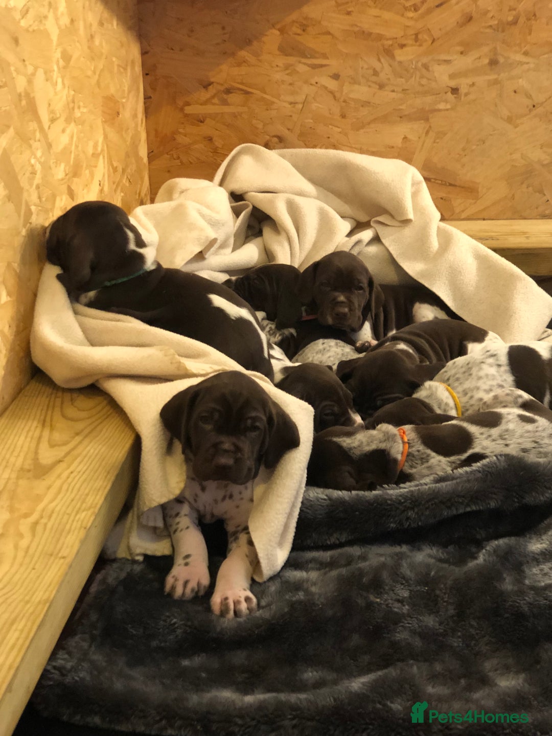 German Shorthaired Pointer dogs for sale: ALL RESERVED  - Advert 21