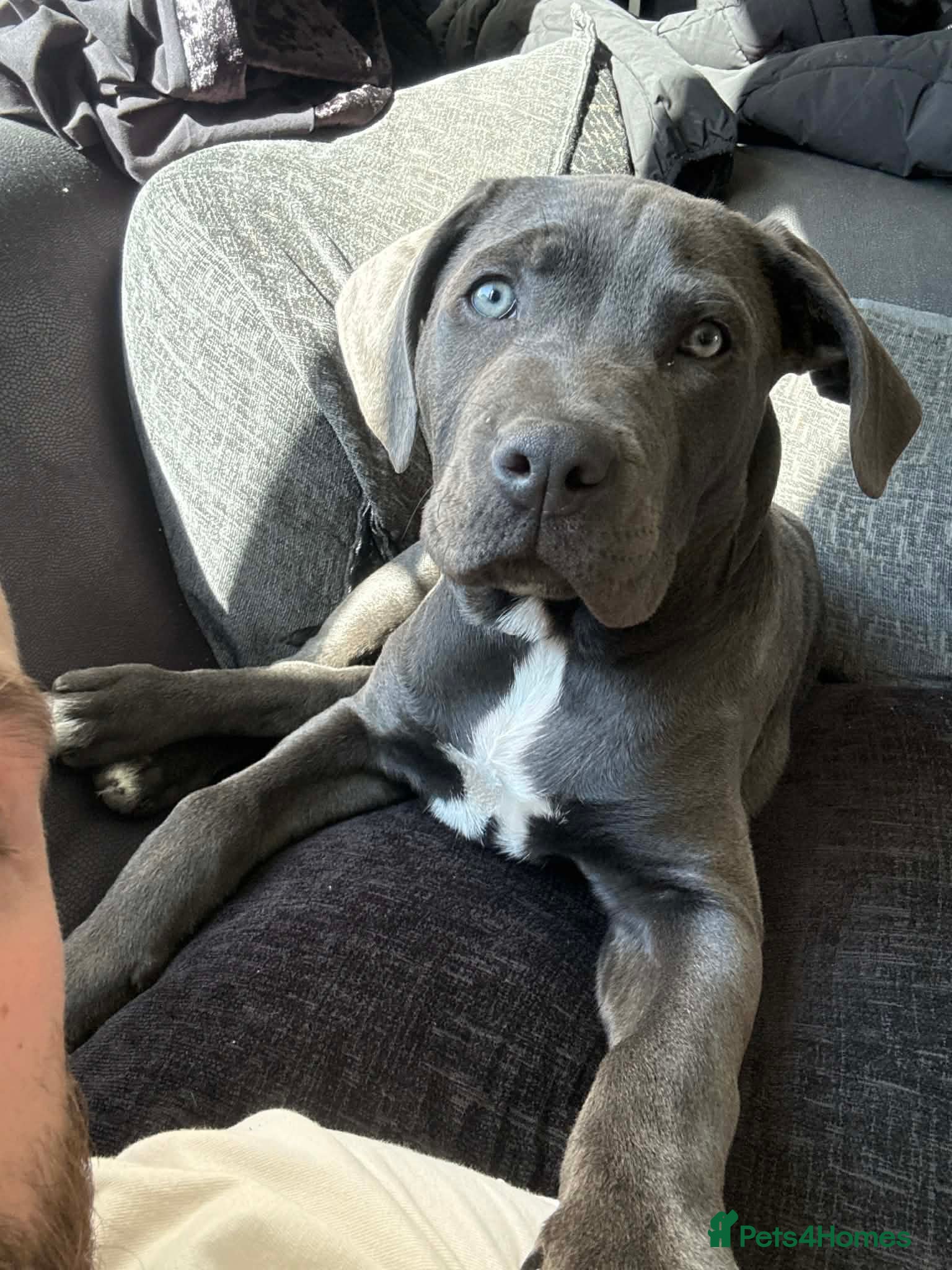 Cane Corso dogs Rehome Cane Corso Puppy - Advert 6