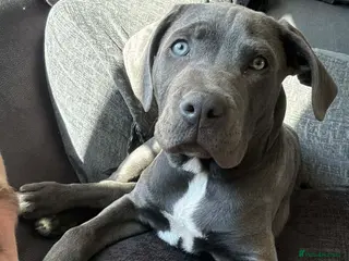 Cane Corso dogs Rehome Cane Corso Puppy - Advert 6