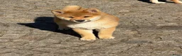 Japanese Shiba Inu dogs for sale: Shiba Inu puppies parents health tested  - Advert 16