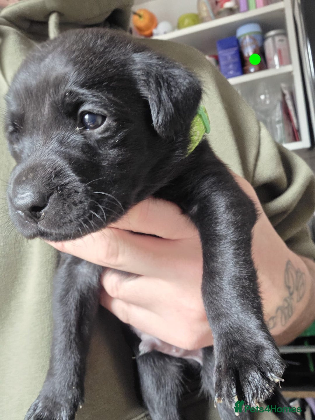 Labrador Retriever dogs for sale: 9 Labrador KC registered Puppies - Advert 8