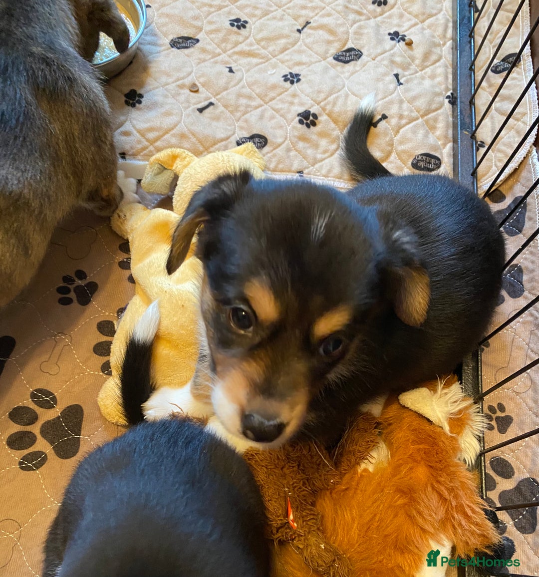 Welsh Corgi Cardigan dogs for sale: Welsh Cardigan Corgis by 5 ⭐️ Licensed Breeder - Advert 21