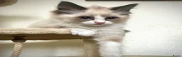 Ragdoll cats for sale: GCCF Registered Ragdoll Kittens  - Advert 8