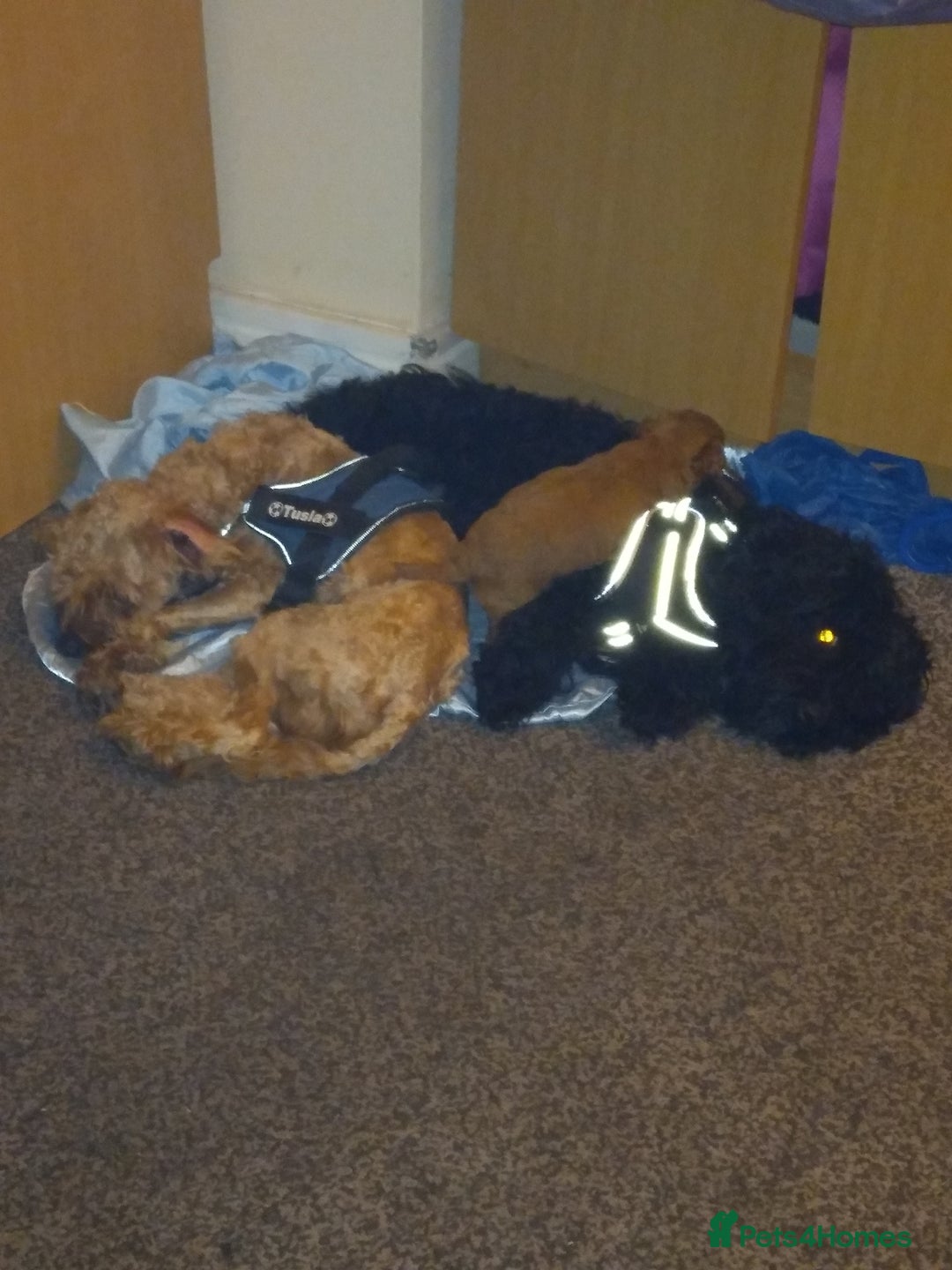 Cockapoo dogs for sale: Gorgeous puppies  - Image 5
