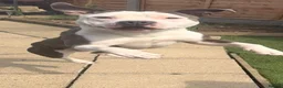 Staffordshire Bull Terrier dogs for stud: Up for stud  - Advert 1