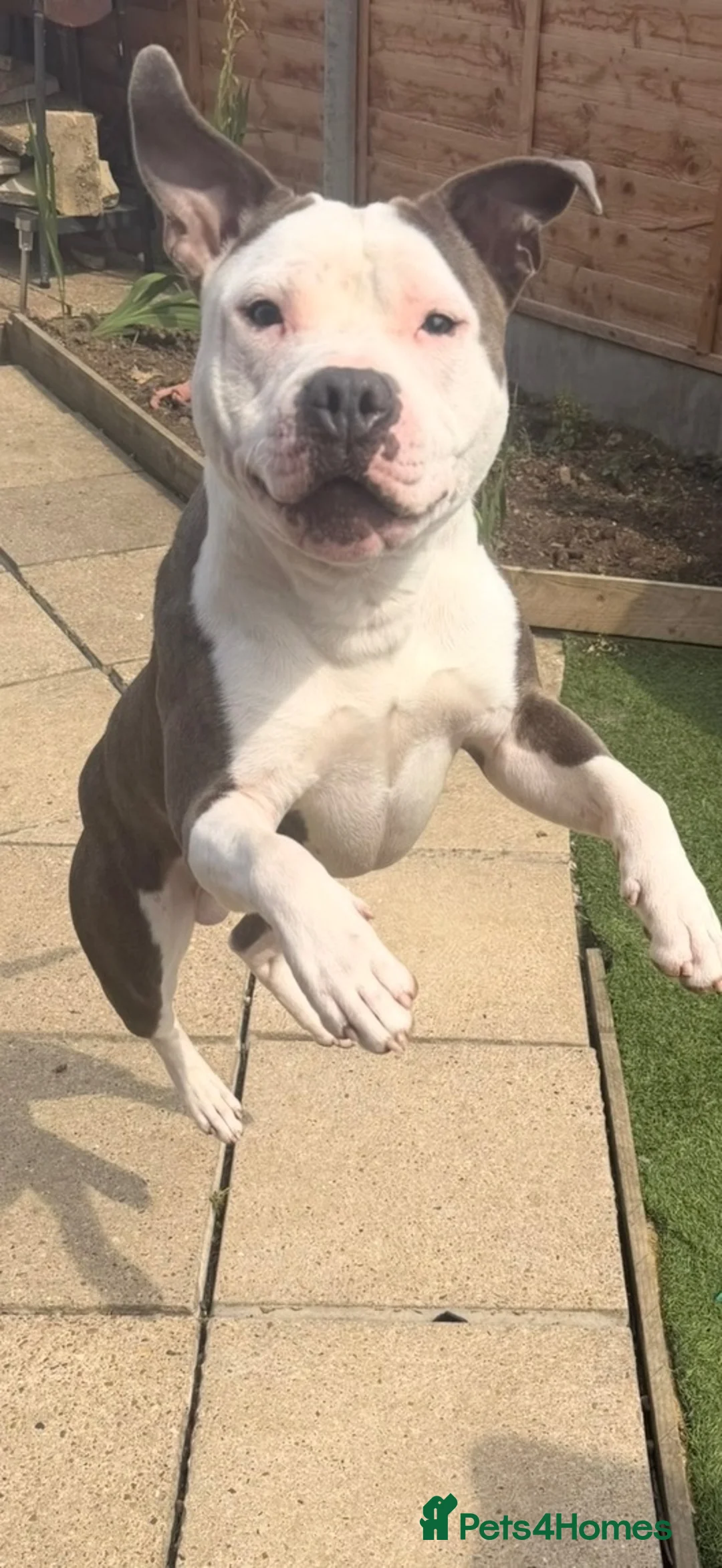 Staffordshire Bull Terrier dogs for stud: Up for stud  - Advert 1