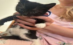 Mixed Breed cats for sale: Beautiful loving kittens - Image 6