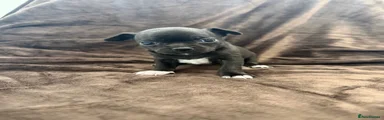 Chihuahua 1