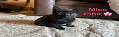 Domestic Shorthair Kitten 2