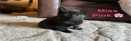 Domestic Shorthair cats for sale: ⭐️READY NOW!! ⭐️Gorgeous Black kittens🐈‍⬛ - Advert 9