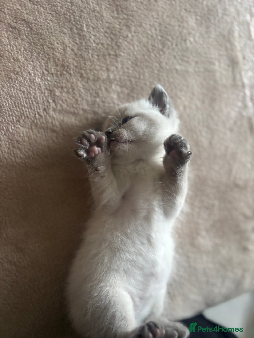 Ragdoll cats for sale: Ragdool x British Short hair - Image 6