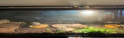 Tortoise reptiles for sale: Full tortoise setup and tortoise  - Advert 2