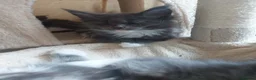 Maine Coon cats for sale: Beautifull Maine Coon kittens in Edinburgh - Advert 25