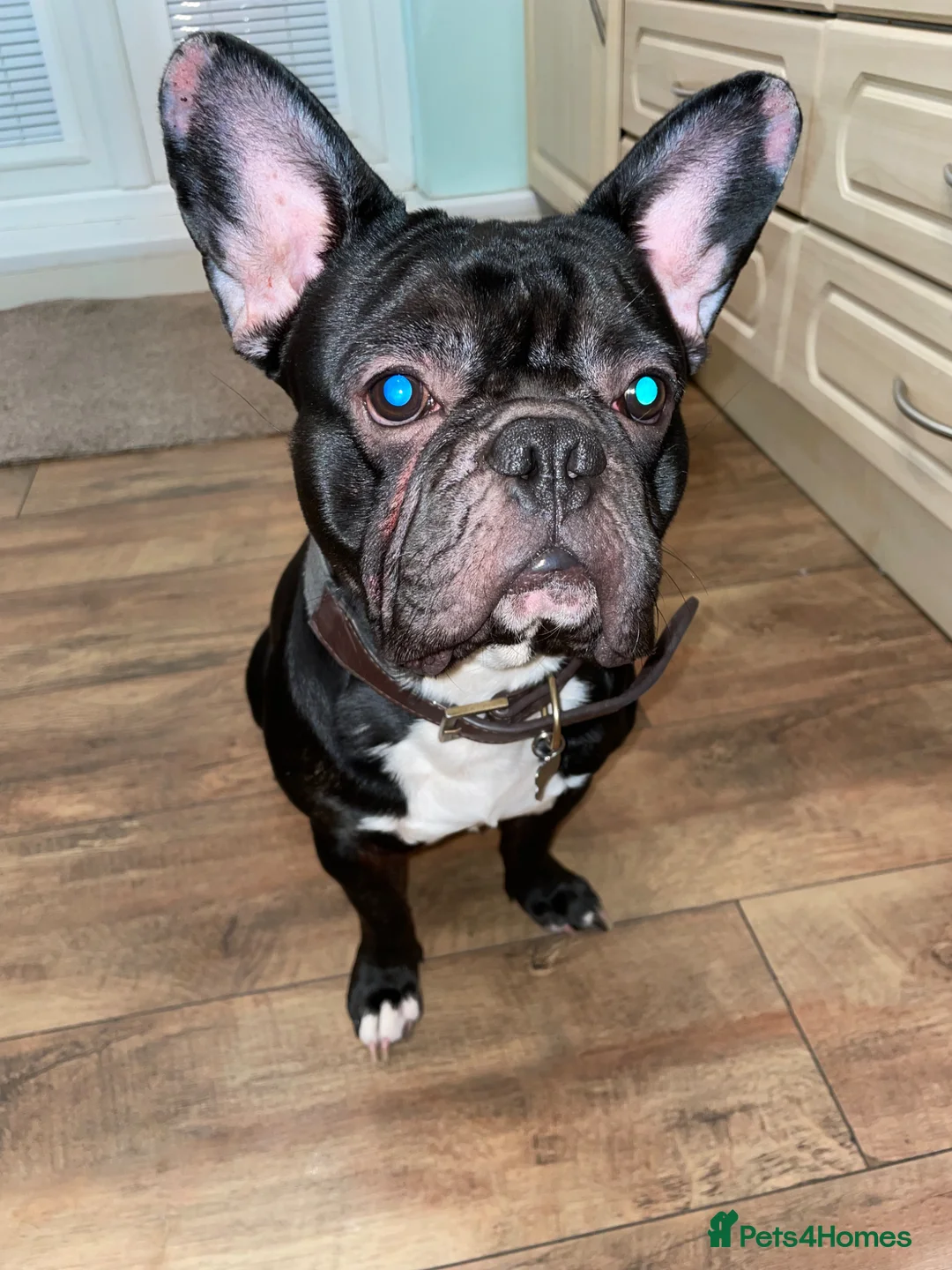 French Bulldog dogs for sale: Frankie the frenchie  - Advert 1