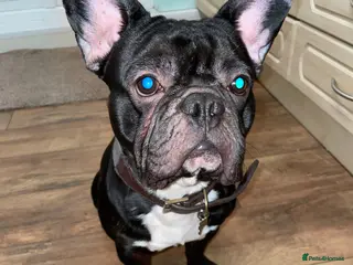 French Bulldog dogs Frankie the frenchie - Advert 13