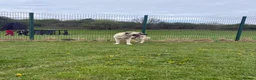 Turkish Kangal dogs for sale: Wolf the Turkish kangal in Rotherham - Advert 3