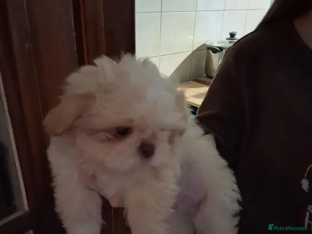 Shih Tzu dogs Imperial shih tzu 2 boys left - Advert 4