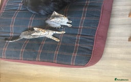 Domestic Shorthair cats for sale: Tabby kitten - Image 5